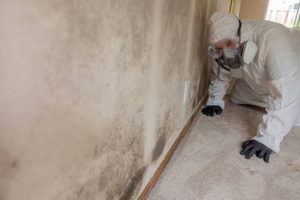 Why You Should Choose Our Mold Remediation Services in Simmesport, LA